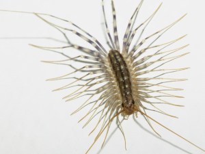 housecentipede