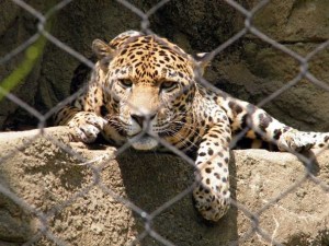 jaguar in cage