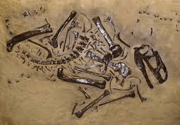 image stolen from angelfire.com/mi/dinosaurs/panels.html