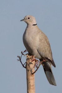 Eurasian_collared-dove_(Streptopelia_decaocto)